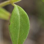 Trichostema dichotomum Hoja