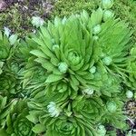 Sempervivum globiferum Folla