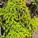 Sticherus squamulosus Hábito