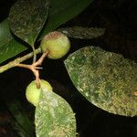 Calophyllum brasiliense Fruit