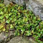 Cymbalaria muralis Habit