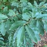 Castanea sativa Likasa