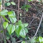 Smilax rotundifolia Habit