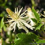 Clematis pauciflora Blüte