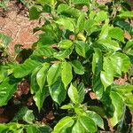 Coffea canephora 整株植物