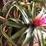 Aechmea recurvata Květ