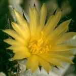 Astrophytum myriostigma Blomma