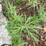 Artemisia verlotiorum Leaf