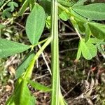 Cytisus arboreus പുറംതൊലി