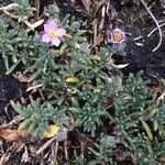 Spergularia rupicola Habit