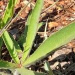 Lupinus paraguariensis Φύλλο