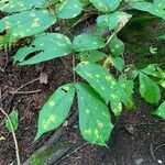 Aralia nudicaulis Folio