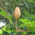 Swietenia mahagoni Плод
