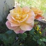 Rosa spp.Цветок