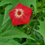 Ipomoea × multifida Flor
