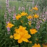 Trollius chinensis फूल