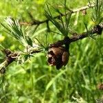 Larix laricina Плід