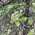 Pyrus elaeagrifolia 花