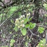 Pyrus elaeagrifolia Blodyn