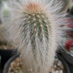 Echinocereus longisetus List