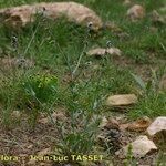 Cynoglossum dioscoridis Habitat