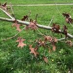 Quercus texana Leaf