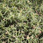 Delosperma harazianum Hoja