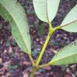 Garcinia madruno Blad