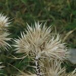 Carduus carlinoides Fruit