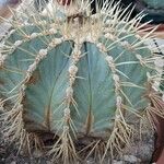 Ferocactus glaucescens Habitat