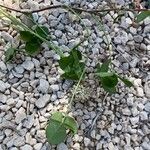 Trifolium repens Кветка