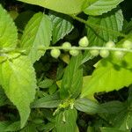Priva lappulacea 形态