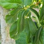 Aesculus flava Blatt