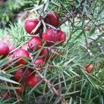 Juniperus oxycedrus Плод