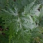 Selaginella willdenowii Лист