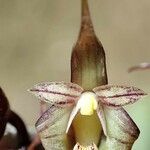 Bulbophyllum colubrinum