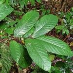 Antidesma laciniatum Leaf