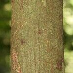 Vatairea erythrocarpa Кора