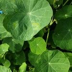 Tropaeolum minus Leaf