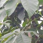 Ricinodendron heudelotii Folha