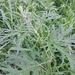 Urtica cannabina Plod