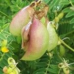 Astragalus penduliflorus ഫലം