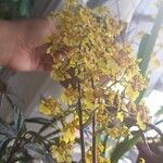 Oncidium altissimum Flower