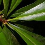 Clavija costaricana Leaf