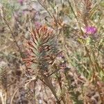 Trifolium purpureum Kwiat