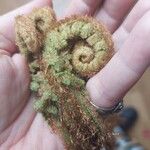 Dryopteris fragrans Folha