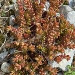 Sedum andegavense Лист