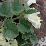 Asarina procumbens Kvet