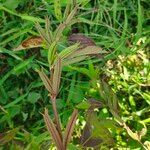 Corchorus aestuans Fruit