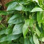 Passiflora maliformis 葉